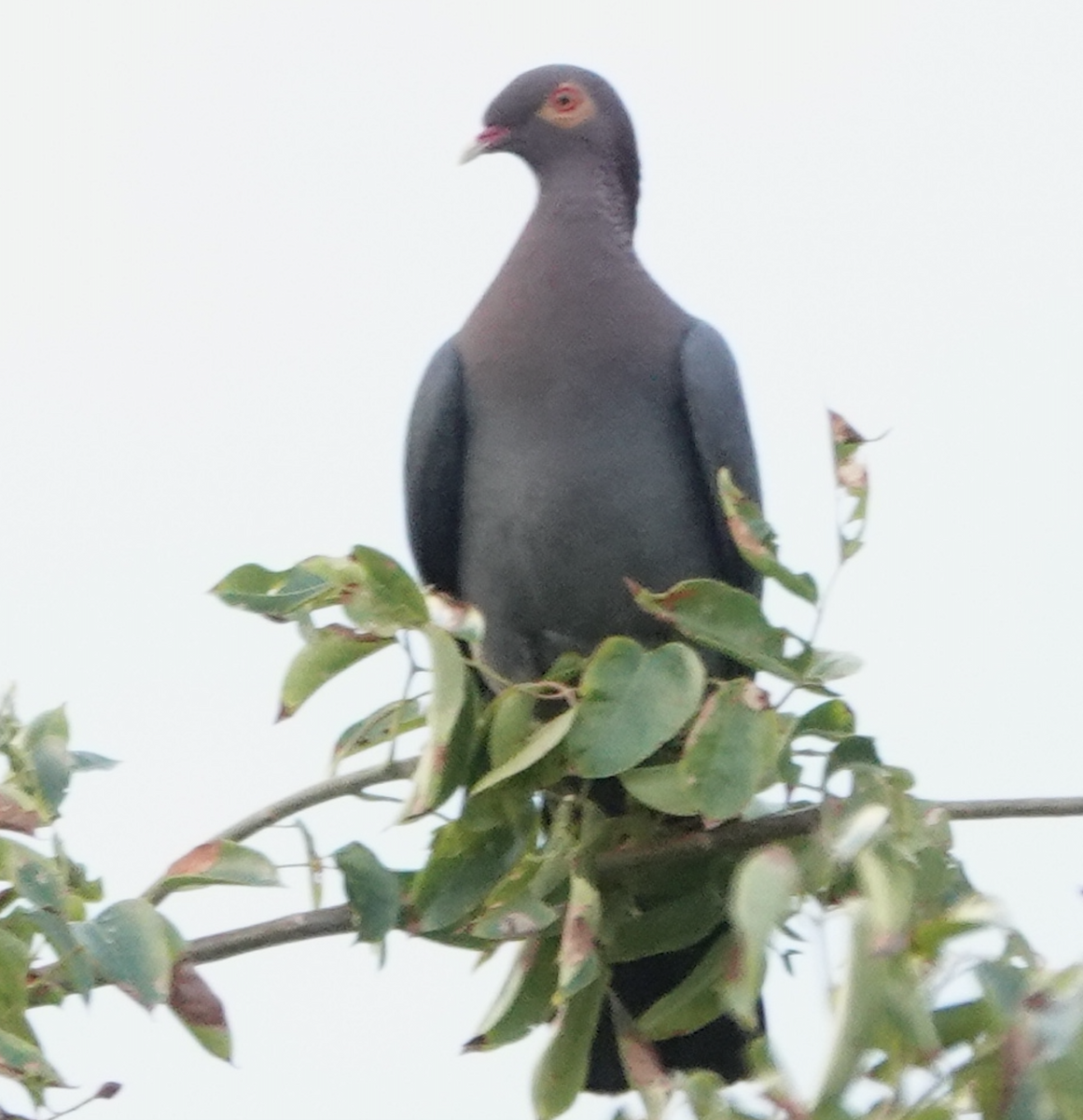 Scaly-naped Pigeon - ML615331841