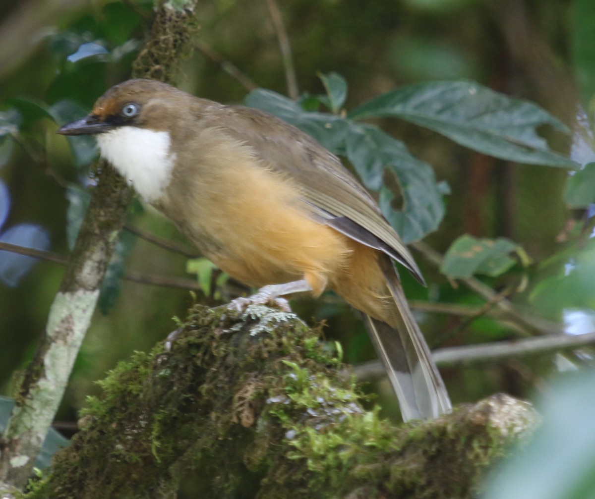 White-throated Laughingthrush - Kernan Bell