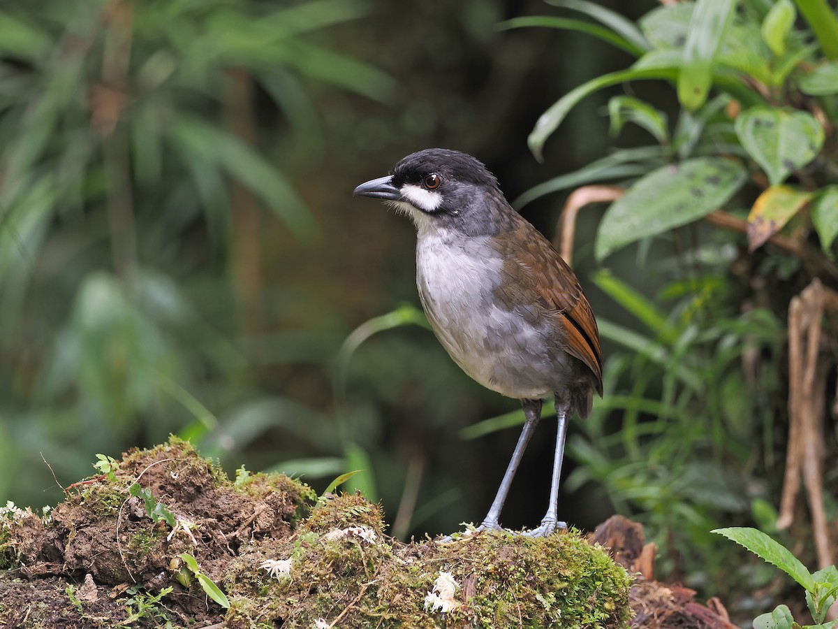 Jocotoco Antpitta - ML615331926