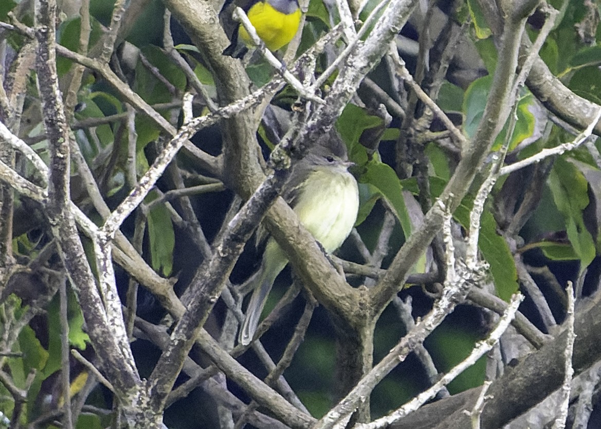 Tropical Kingbird - Blythe Nilson