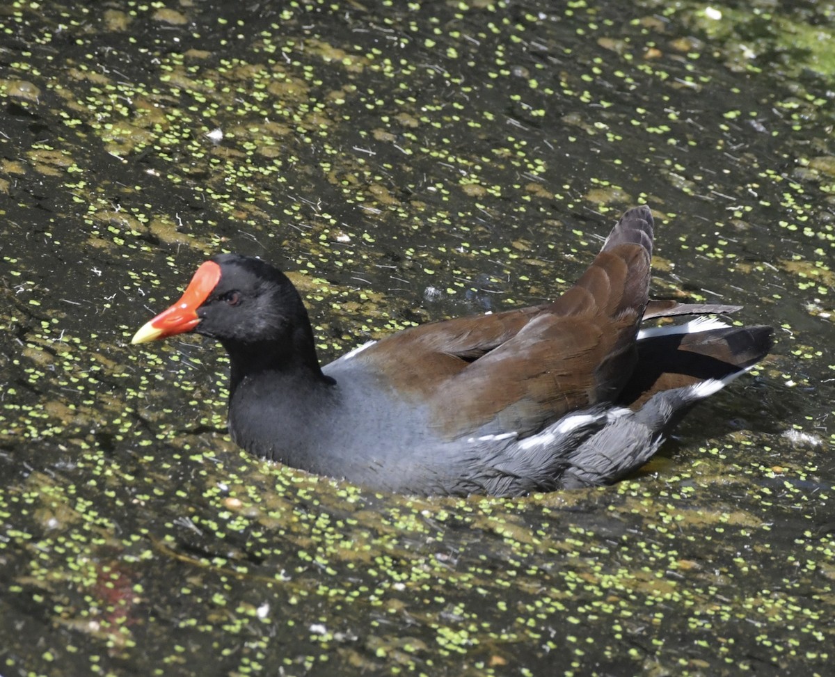 Gallinule d'Amérique - ML615332018