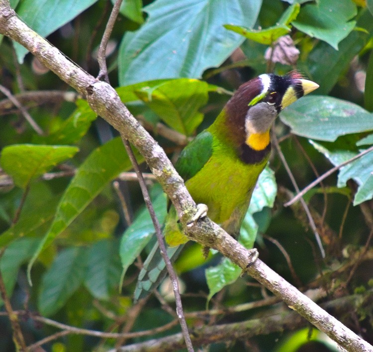 Fire-tufted Barbet - ML615332037