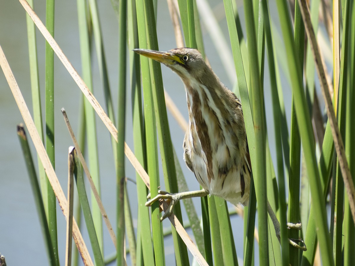 Stripe-backed Bittern - Daniela Diaz