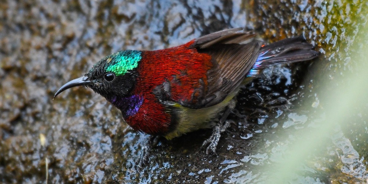 Crimson-backed Sunbird - Sumit Majumdar