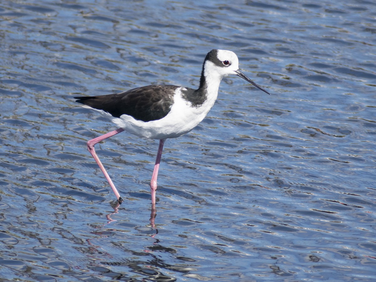 Black-necked Stilt - ML615332133