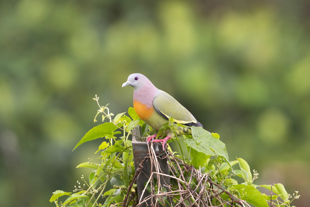 Pink-necked Green-Pigeon - ML615332134