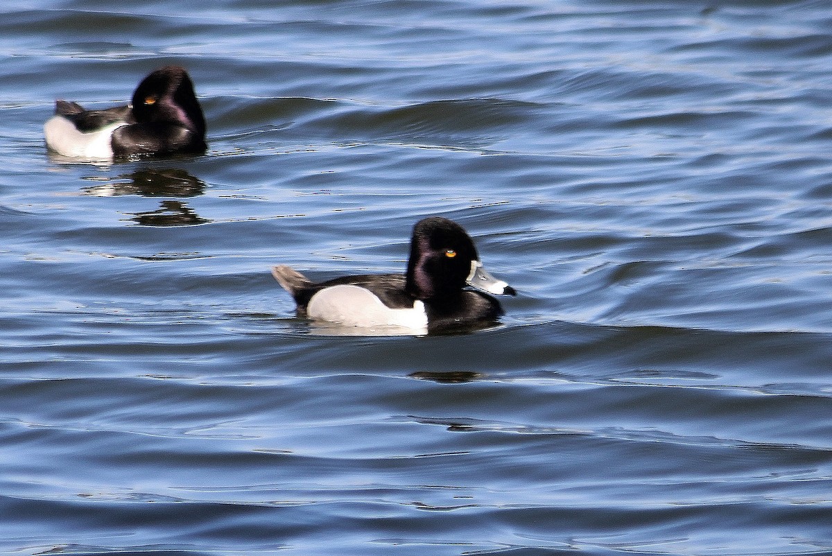 Ring-necked Duck - ML615332136