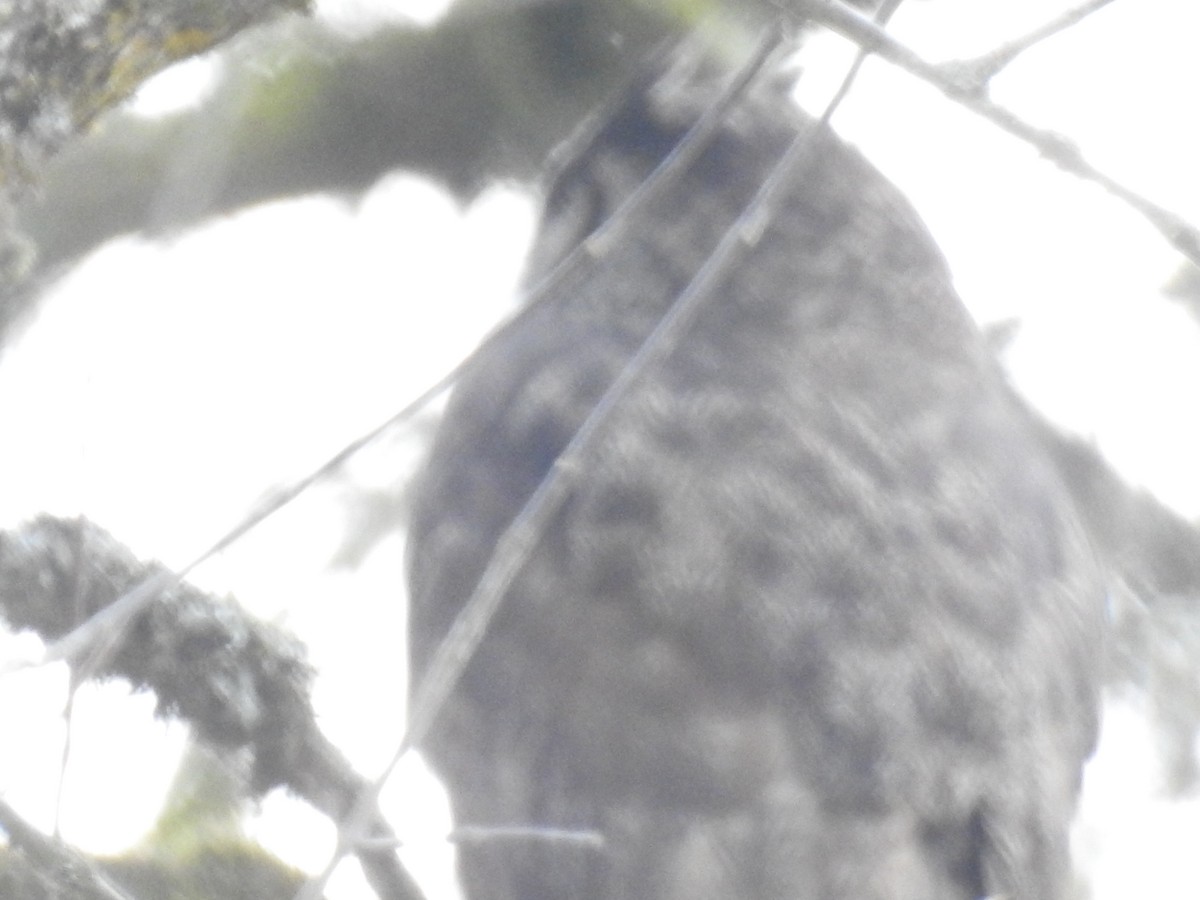 Great Horned Owl - ML615332144