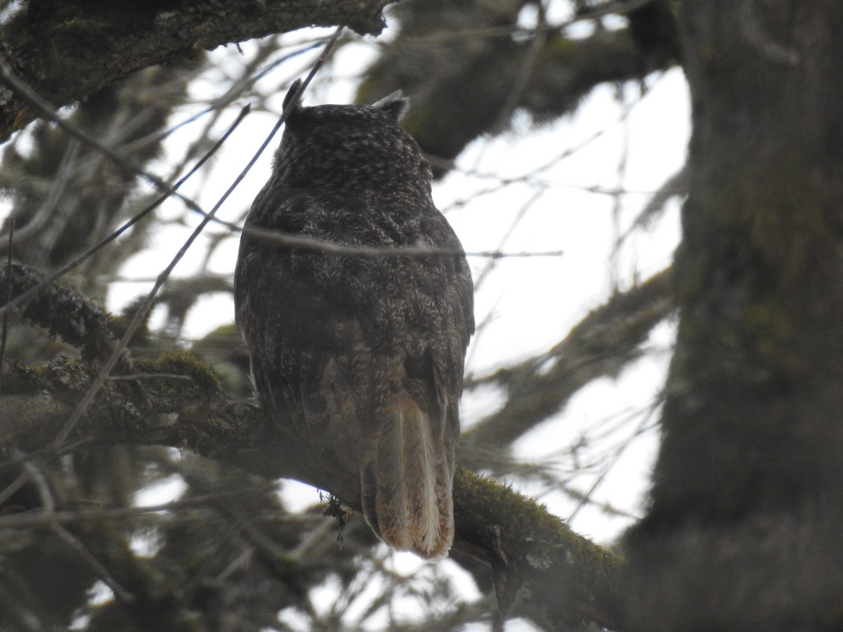 Great Horned Owl - ML615332146