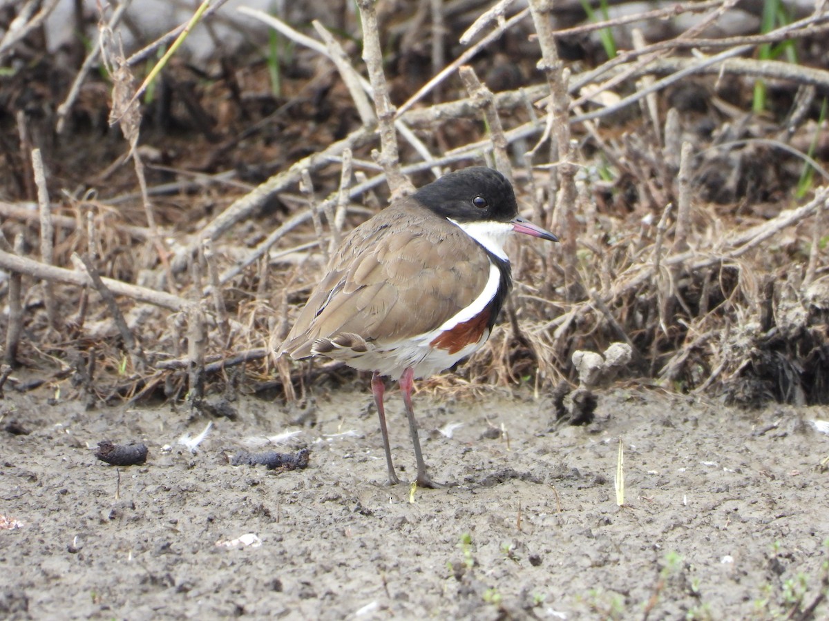 Chorlito Pechinegro - ML615332181