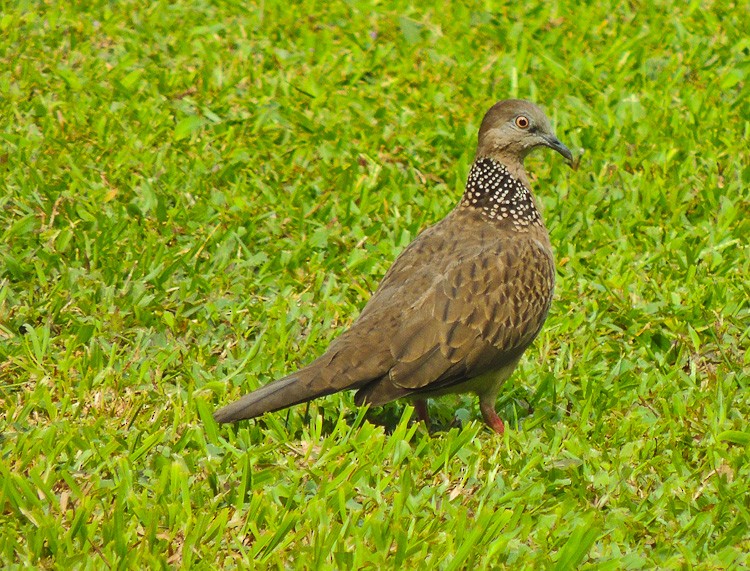 Spotted Dove - Arden Anderson