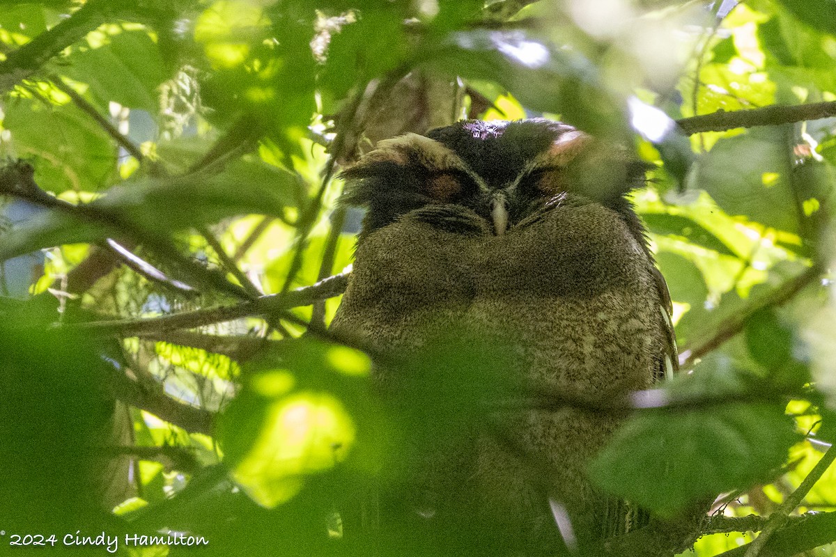 Crested Owl - ML615332208