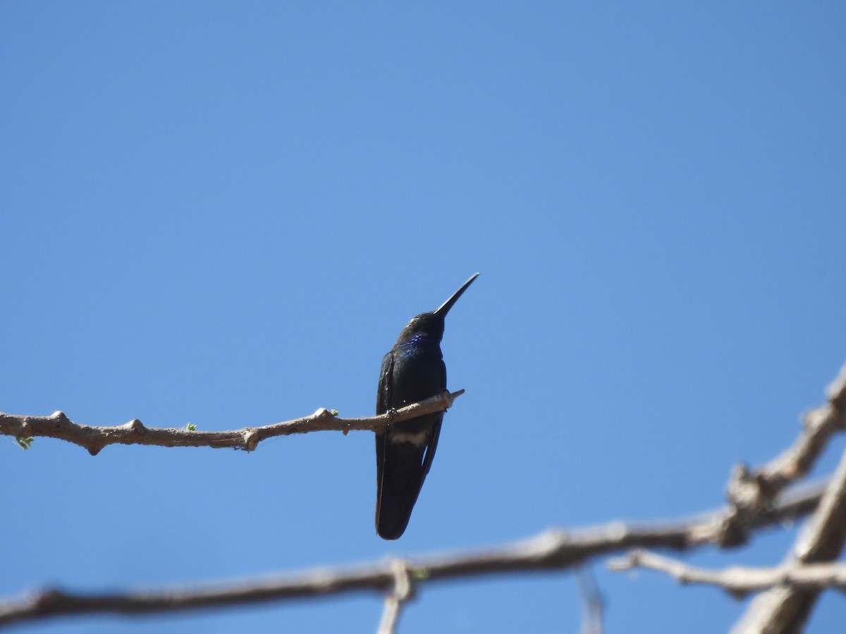 kolibřík lesklý - ML615332264