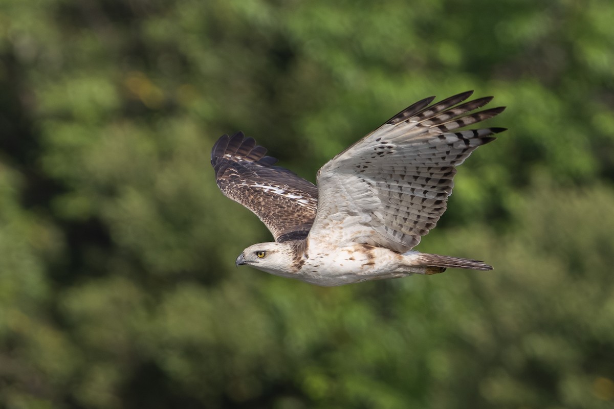 Changeable Hawk-Eagle - Jen Wei Yip