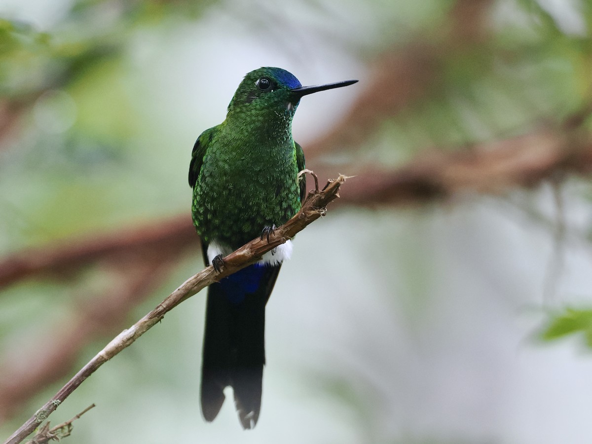 Sapphire-vented Puffleg (Sapphire-vented) - Gabriel Willow