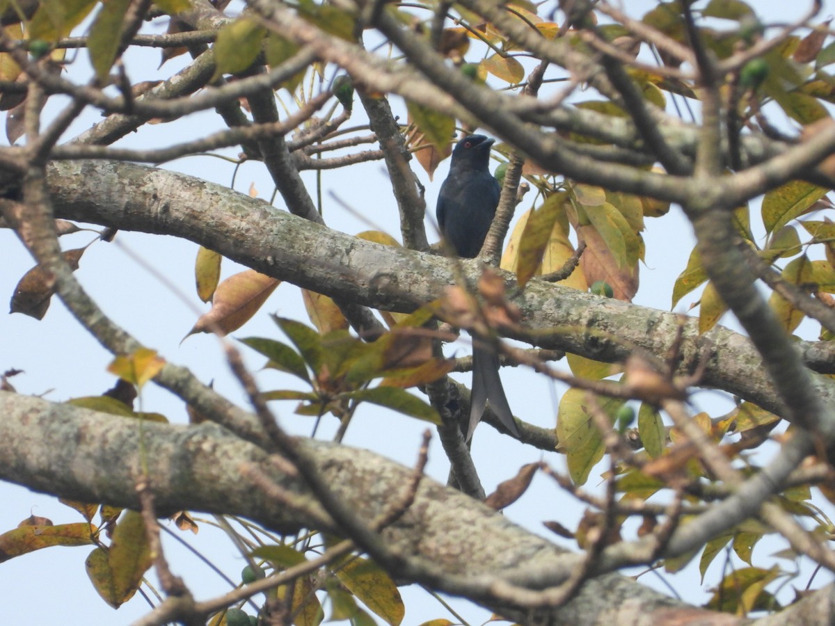 drongo kouřový - ML615332347