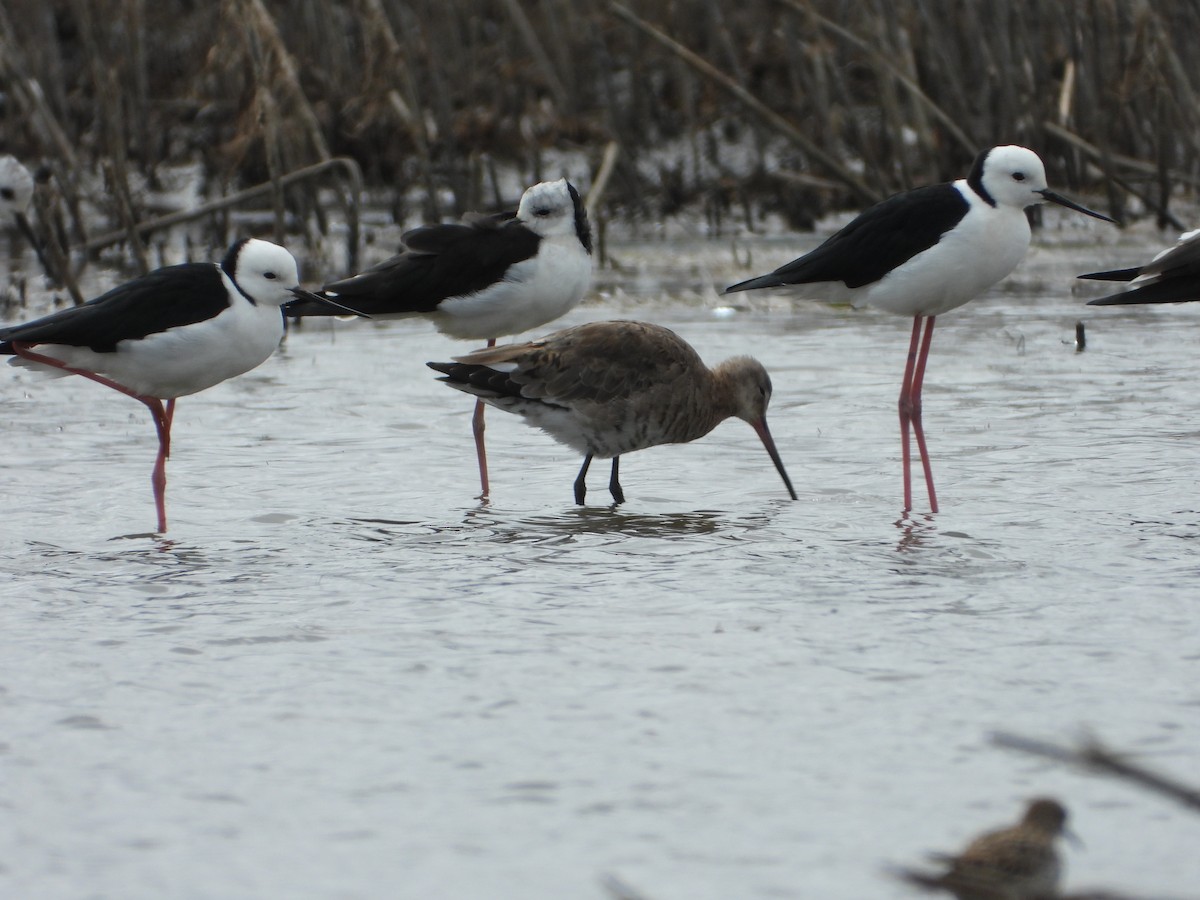 Black-tailed Godwit - troy and karyn zanker