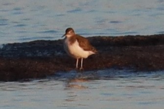 Spotted Sandpiper - ML615332362