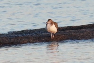 Spotted Sandpiper - Lisa Borges