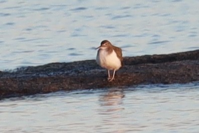 Spotted Sandpiper - ML615332363