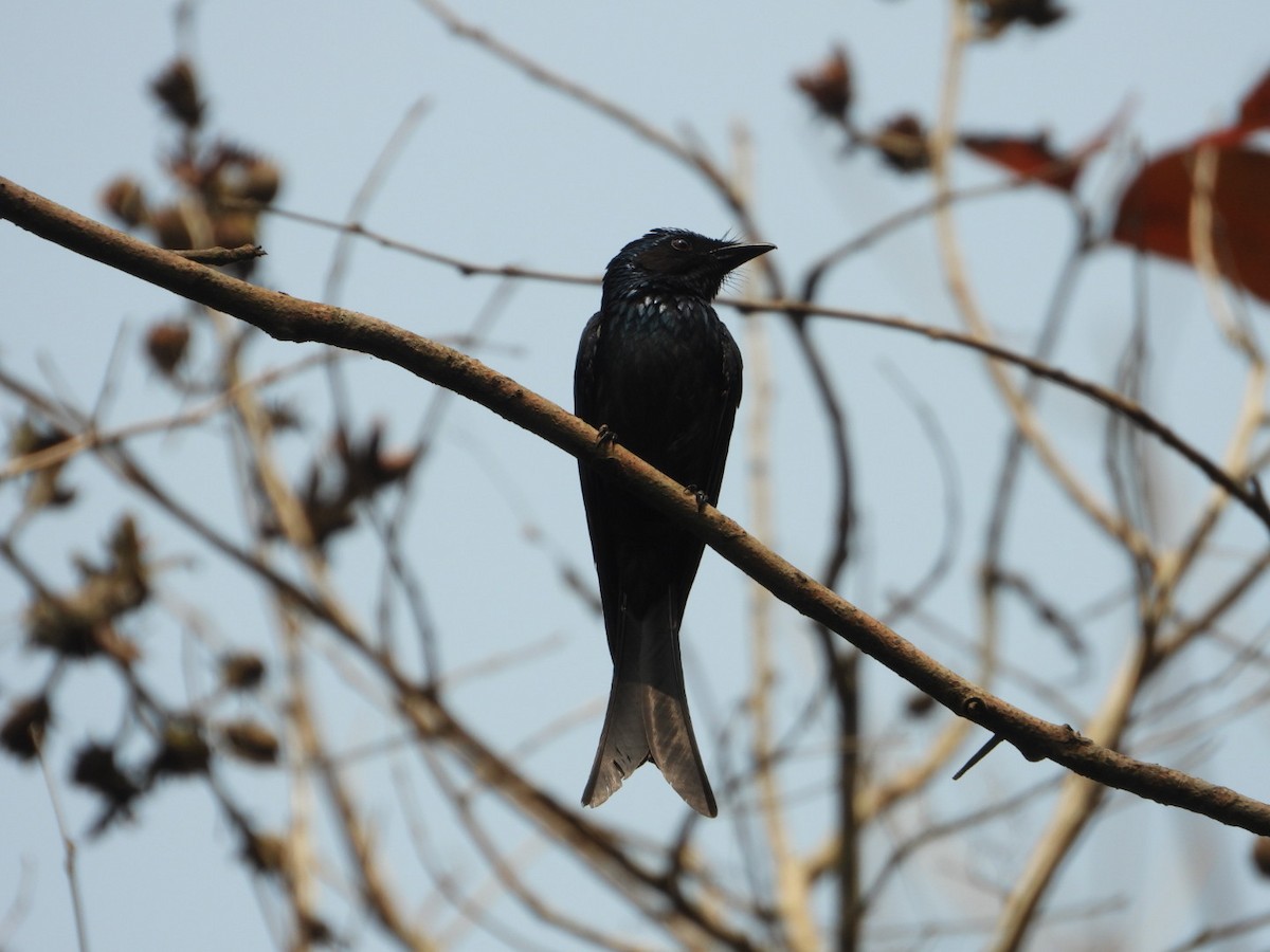 Drongo Bronceado - ML615332364