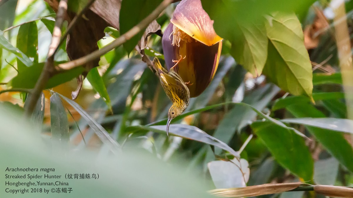 Streaked Spiderhunter - ML615332369