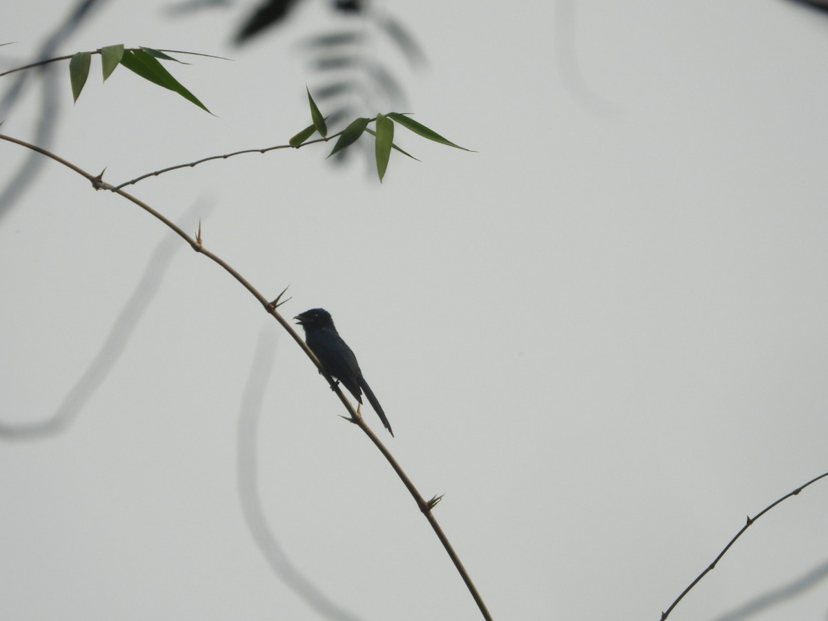 Lesser Racket-tailed Drongo - ML615332379