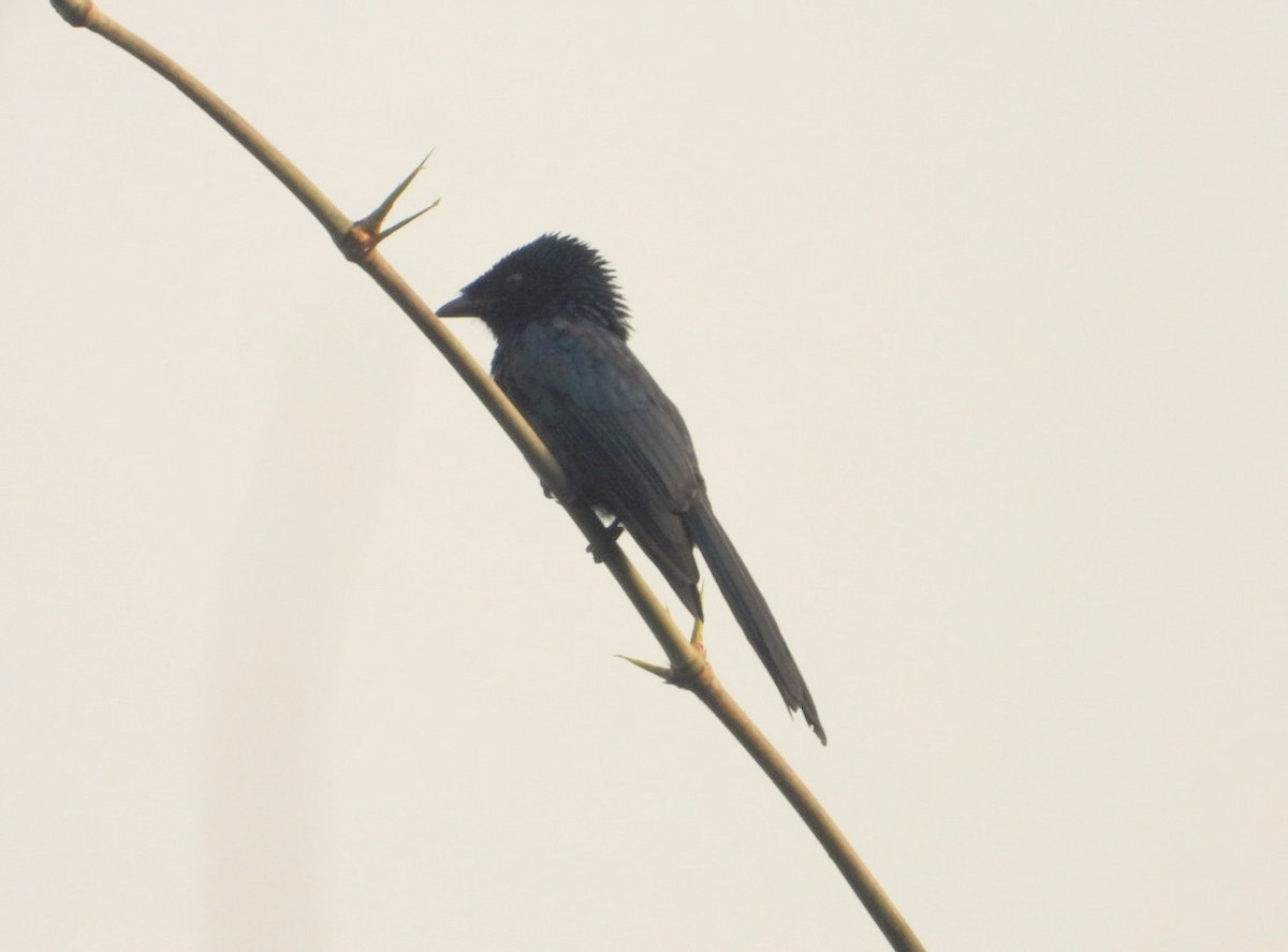 Lesser Racket-tailed Drongo - ML615332380