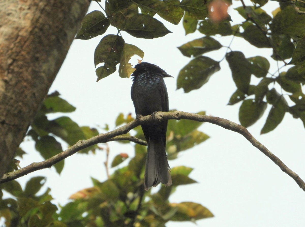 Lesser Racket-tailed Drongo - ML615332381