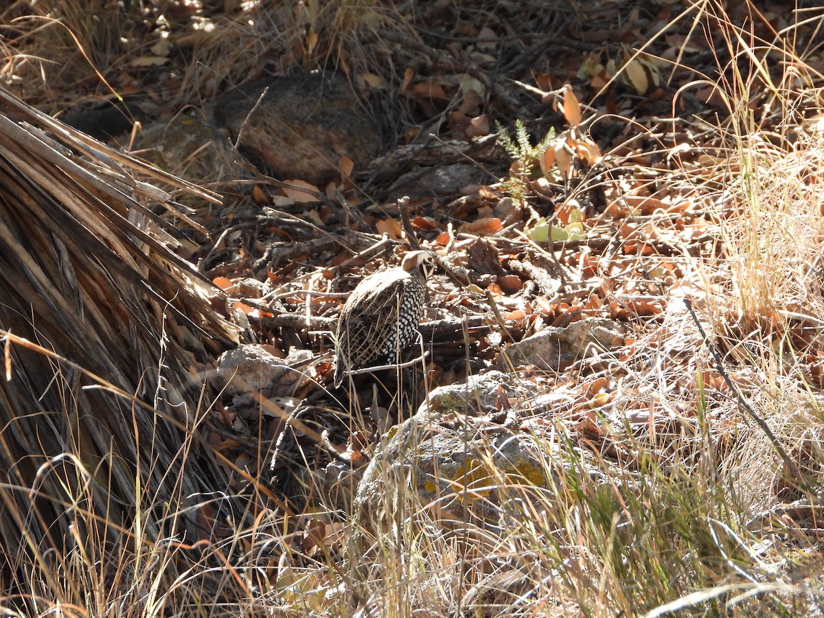 Montezuma Quail - Tim O'Brien