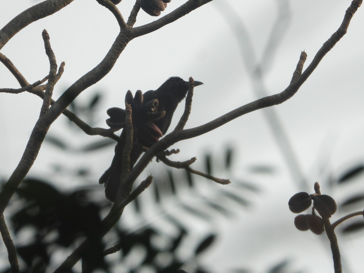 vrána tlustozobá (ssp. culminatus) - ML615332400