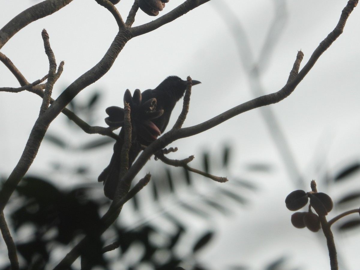 Large-billed Crow (Indian Jungle) - ML615332400