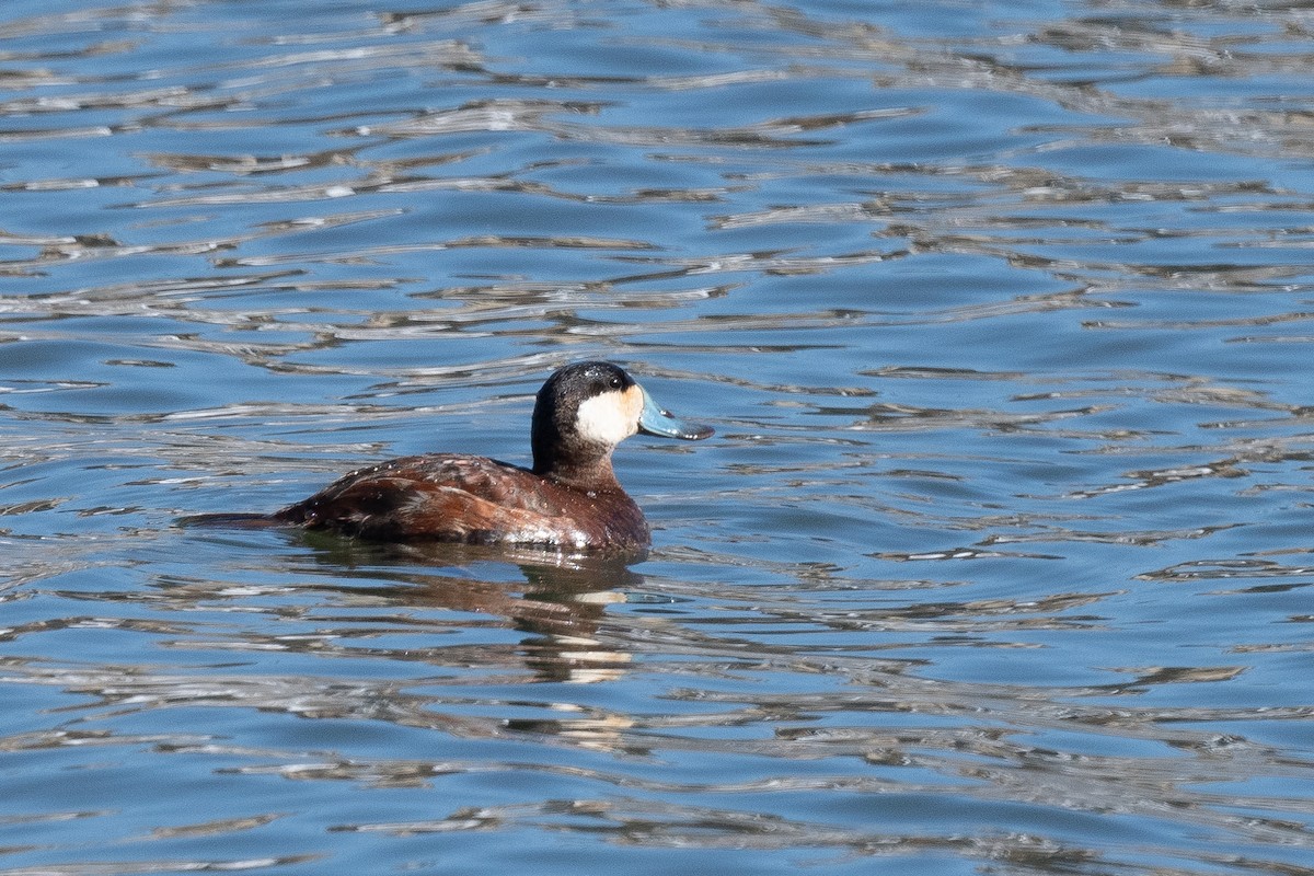 Ruddy Duck - Drew Miller