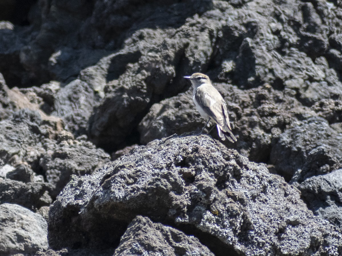 White-browed Ground-Tyrant - Daniela Diaz