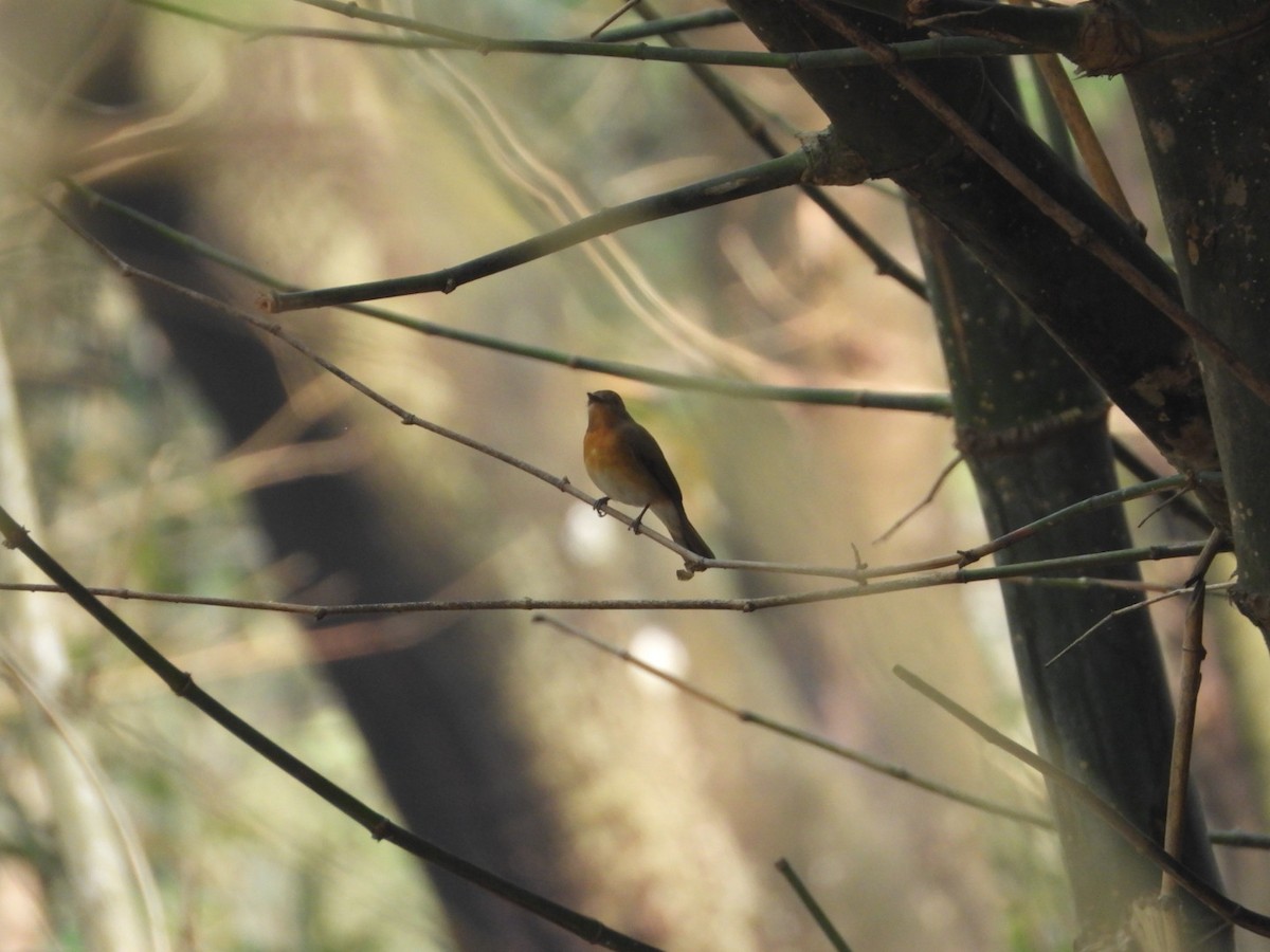 Blue-throated Flycatcher - Chaiti Banerjee