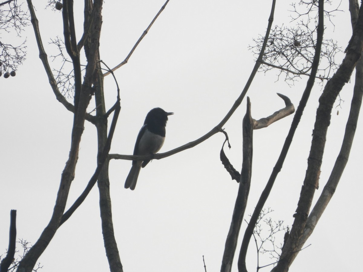 Oriental Magpie-Robin - ML615332432