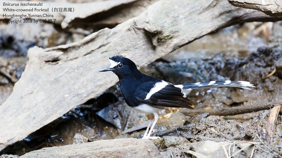 White-crowned Forktail - ML615332461