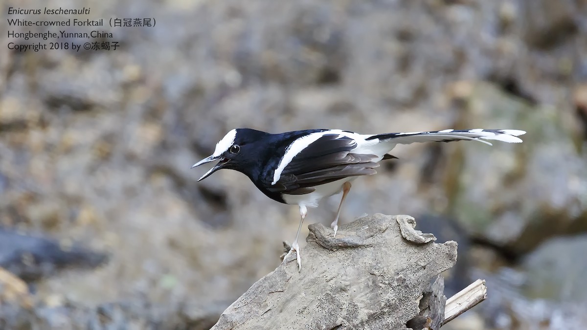 White-crowned Forktail - ML615332462
