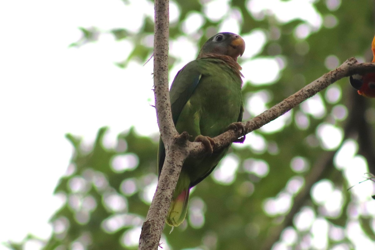 Yellow-billed Parrot - ML615332486