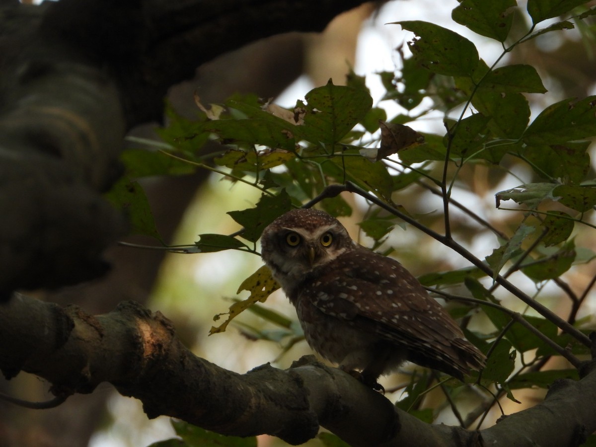Spotted Owlet - ML615332489