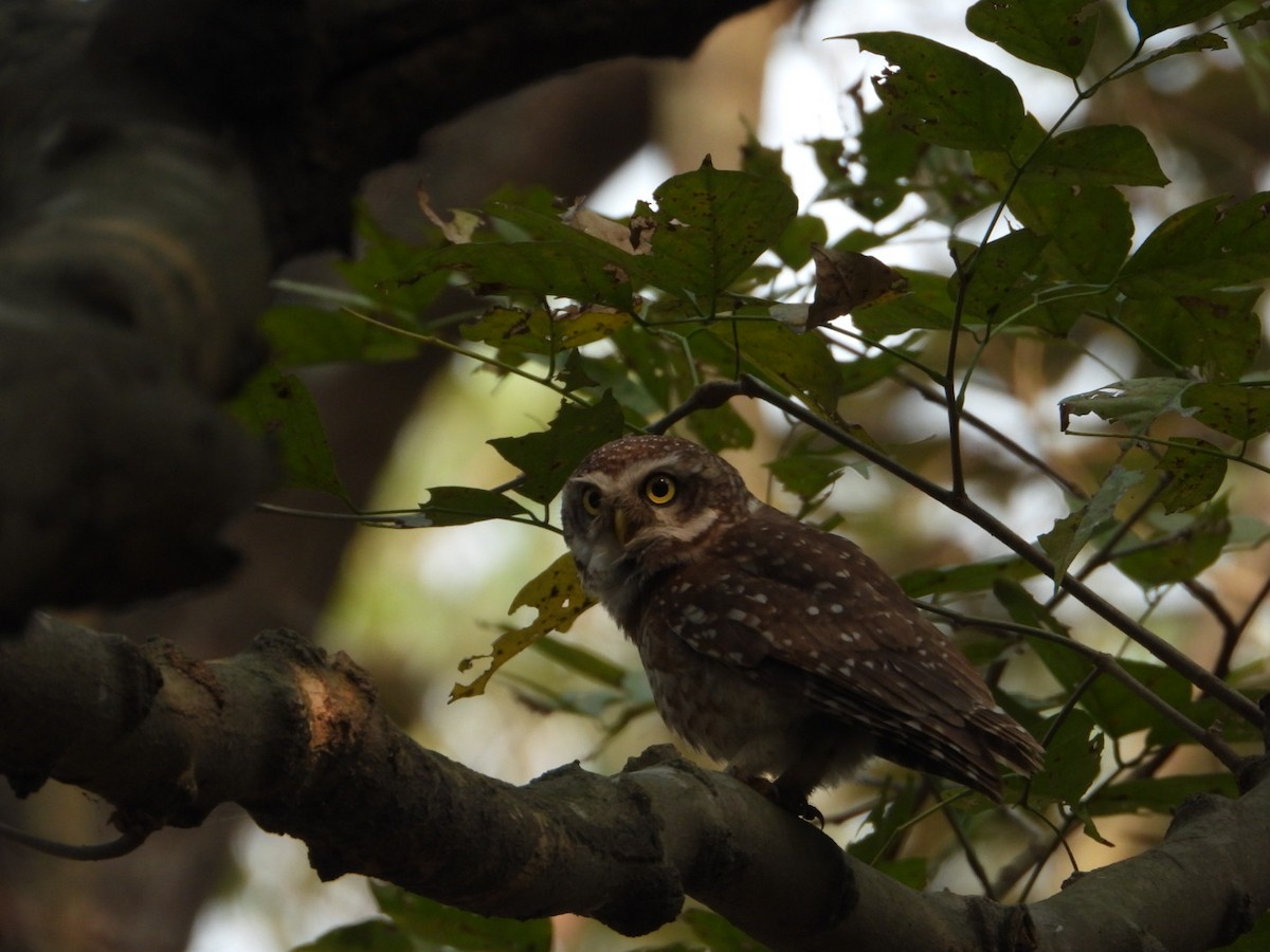 Spotted Owlet - ML615332490