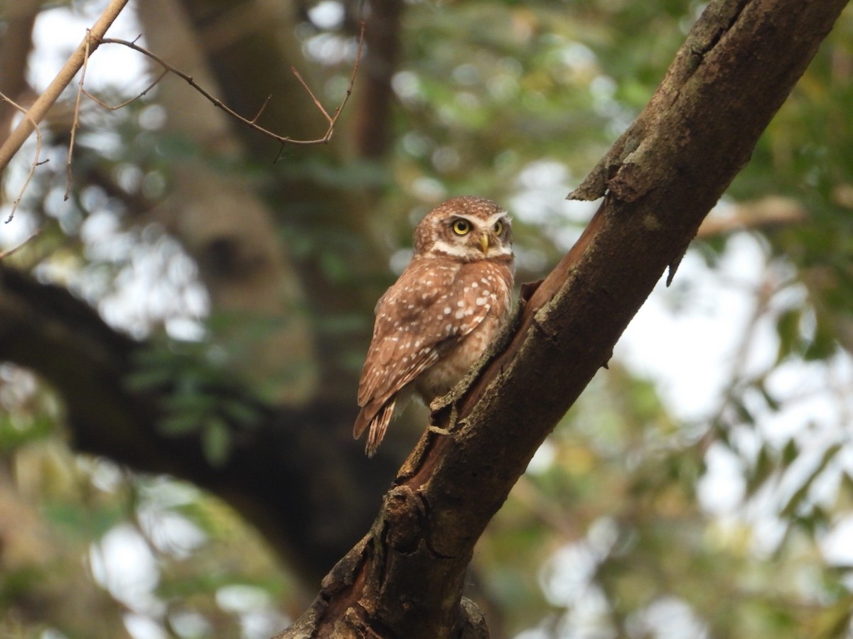 Spotted Owlet - ML615332491