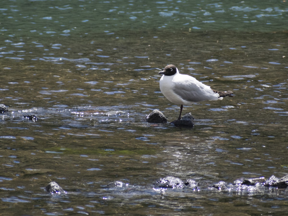 Andean Gull - Daniela Diaz