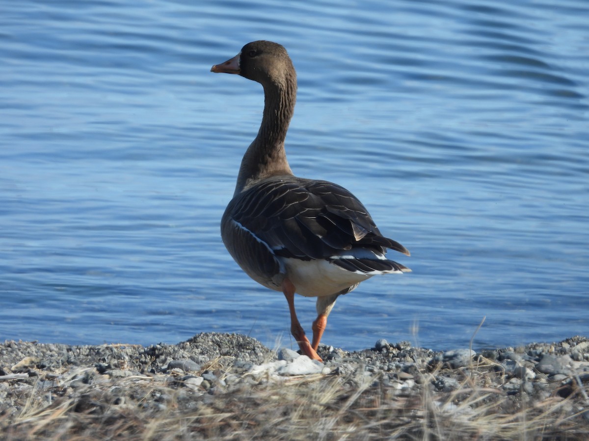 Greater White-fronted Goose - ML615332504