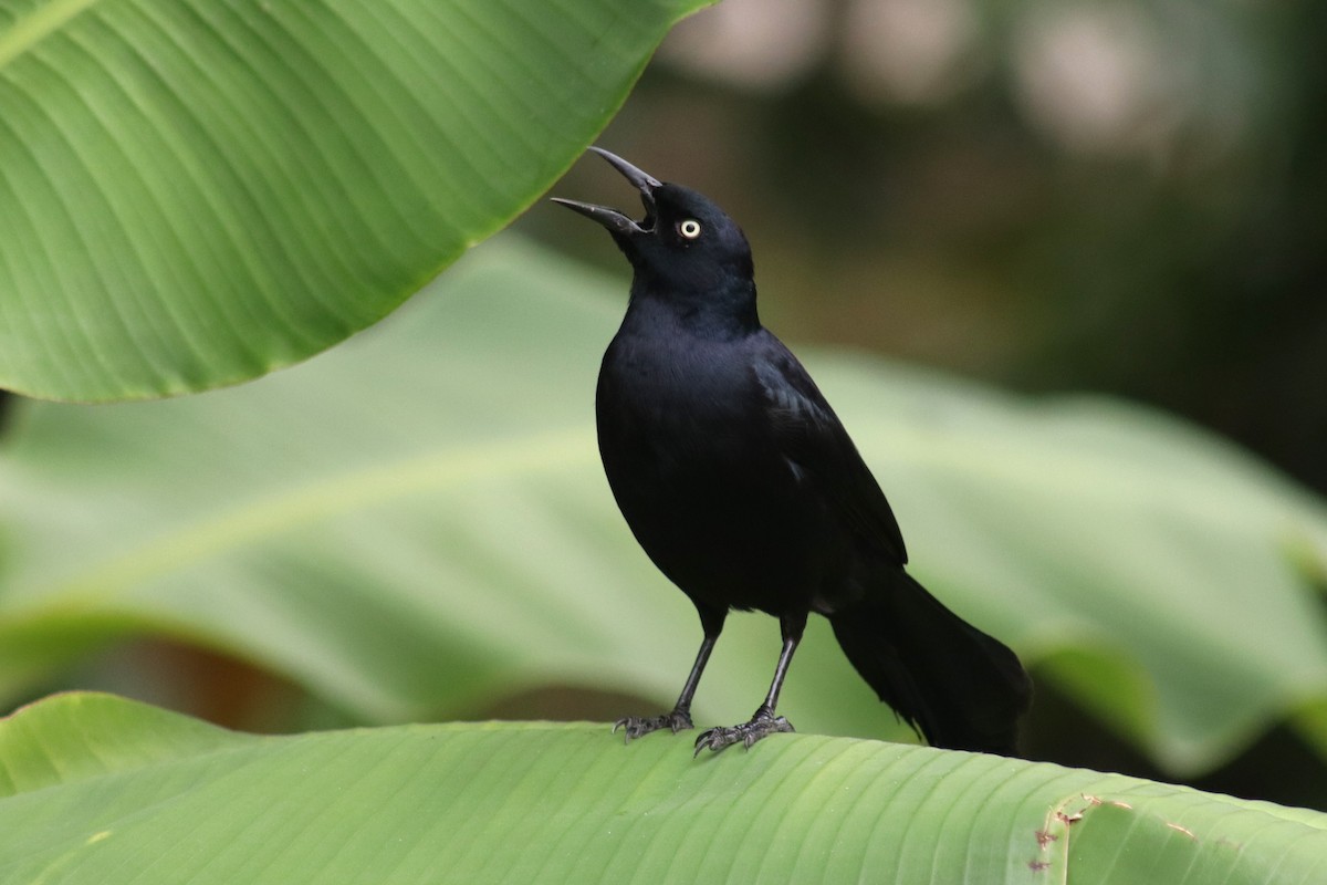 Greater Antillean Grackle - ML615332510