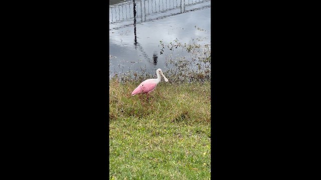 Roseate Spoonbill - ML615332516