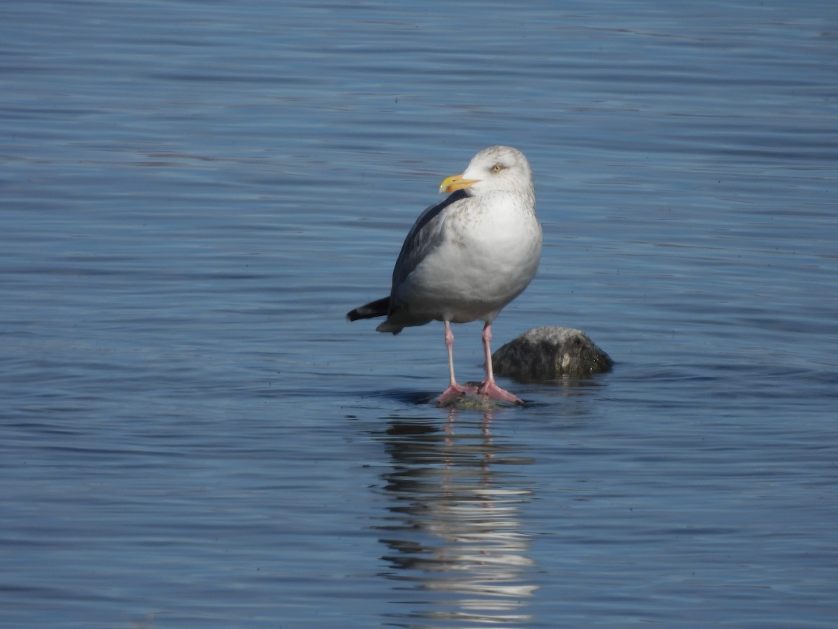 Herring Gull - ML615332521