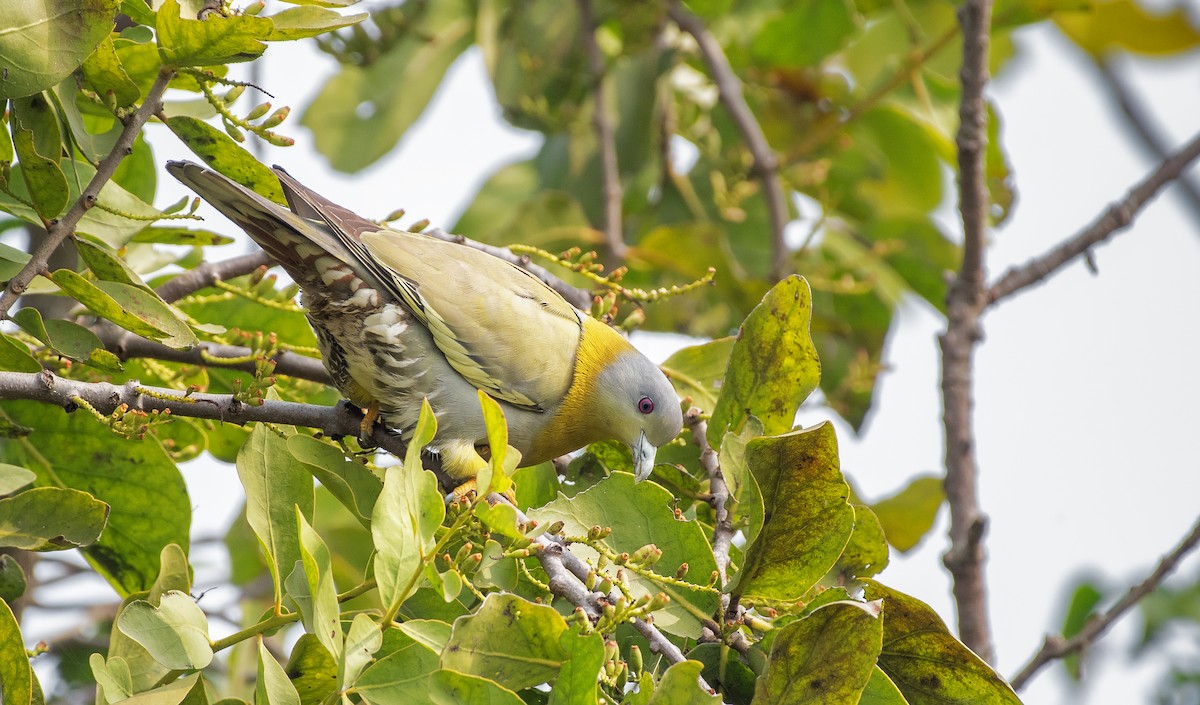 Yellow-footed Green-Pigeon - Souvick Mukherjee