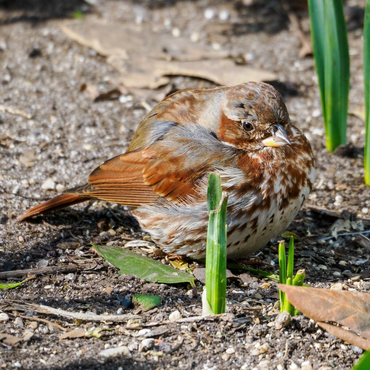 Fox Sparrow (Red) - ML615332572