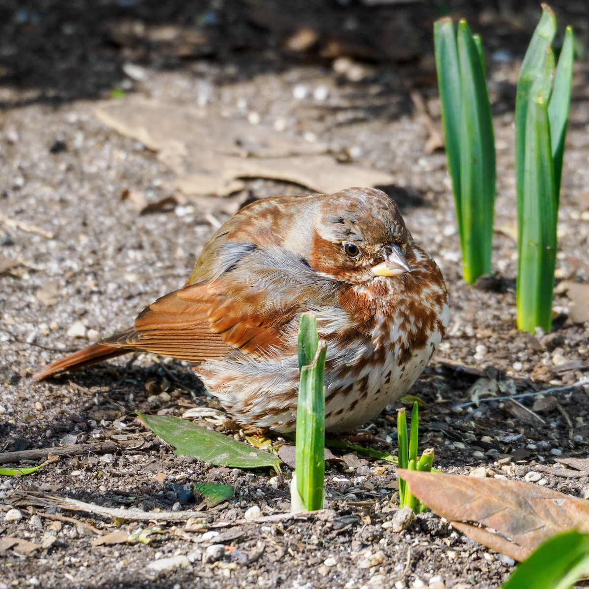 Fox Sparrow (Red) - ML615332573